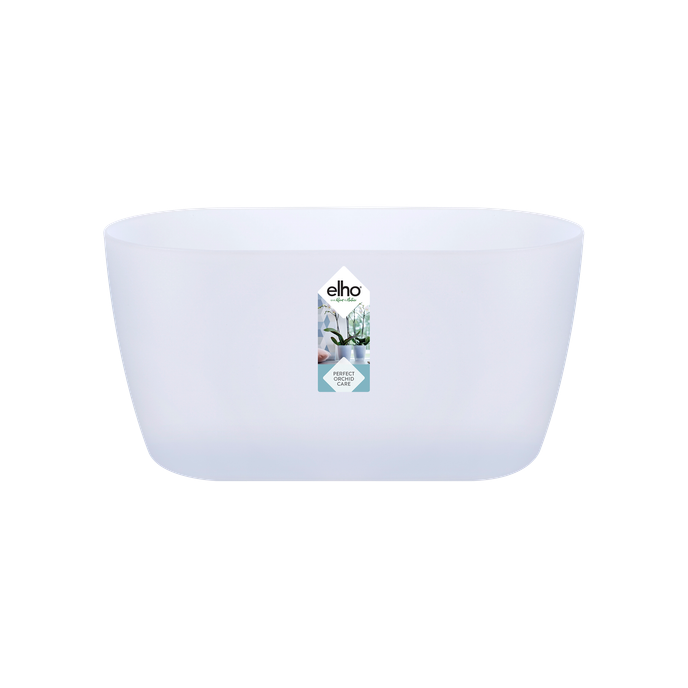 brussels orchid duo 25cm transparente